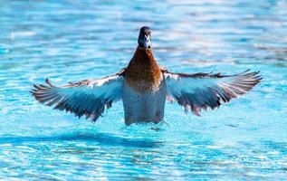 pato abrindo asas em uma piscina