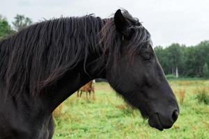 retrato de lindo cavalo preto no campo foto