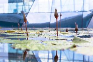 jardins botânicos de Singapura, Singapura, 2020 - close-up de nenúfares em uma estufa foto