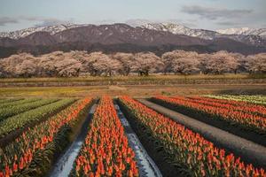 festival da flor de cerejeira em asahi, japão foto