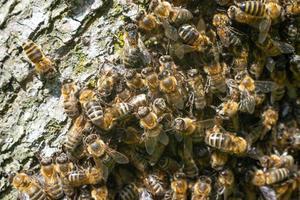 abelhas em um plano detalhado, um enxame de abelhas foi filmado sob uma lente macro. foto