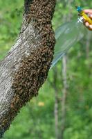 pulverizando um enxame de abelhas com água, as abelhas ficam molhadas. foto