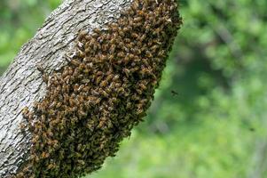 as abelhas enxameiam nas árvores, os insetos são trabalhadores. foto