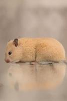 um hamster está sentado em uma mesa que o reflete. foto