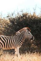 zebra africana, áfrica do sul foto