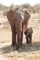 bebê elefante, áfrica do sul foto