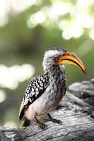 retrato de calau, áfrica do sul foto