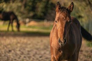 retrato de potro bonitinho fica em um paddock de verão foto