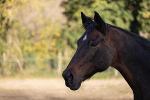 retrato de belo cavalo marrom adulto ao ar livre foto