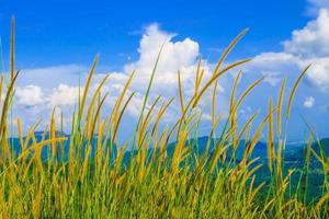 lindo campo de primavera com uma grama verde e as nuvens brancas do céu azul da montanha foto