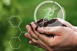 mãos segurando cuidadosamente o pequeno broto. conceito de OGM em engenharia genética para modificação de culturas. foto
