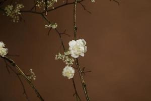 pequenas flores brancas em galhos de árvores foto