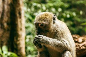 macaco selvagem comendo frutas na floresta tropical na tailândia. foto