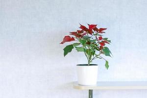 pote com uma planta caseira em um fundo claro. uma planta com folhas vermelhas e verdes. foto