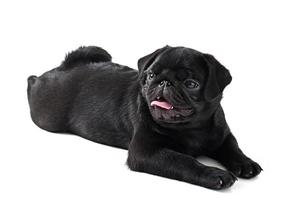 pug de cachorro preto jovem posando em fundo branco foto