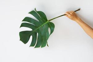 folha tropical monstera deliciosa no fundo branco foto