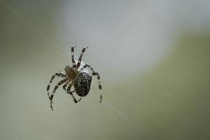 cruzar aranha em uma teia de aranha, à espreita de presas. fundo desfocado foto