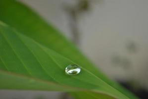 gota de chuva em fundo de licença verde foto