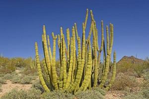 cacto de tubo de órgão no deserto foto