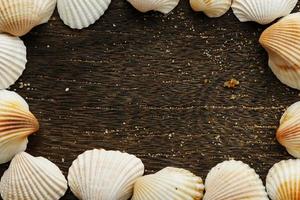 conchas na superfície de madeira foto