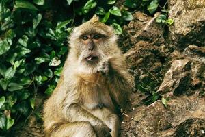 macaco adulto sentado na rocha na floresta tropical. foto