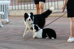 cão em uma caminhada no parque da cidade. foto