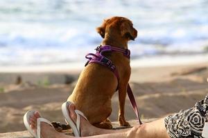 cão em uma caminhada no parque da cidade. foto