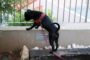 cão em uma caminhada no parque da cidade. foto