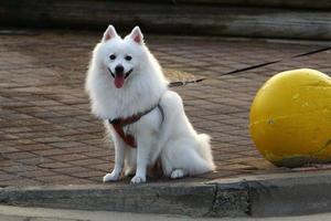 cão em uma caminhada no parque da cidade. foto