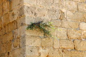 plantas e flores verdes crescem em rochas e penhascos de montanha. foto