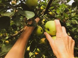 maçãs crescem em uma árvore entre folhas verdes. pomar de maçãs com frutas na árvore, cozinhando pratos de maçã. Pomar de macieiras. as mãos pegam maçãs da árvore foto