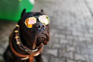 um cachorro preto brutal em óculos de sol dourados com uma coleira cravejada. foto