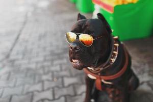 um cachorro legal e elegante em óculos de sol dourados. foto