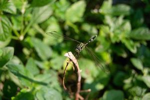 libélulas empoleiradas em caules secos e tomando sol foto