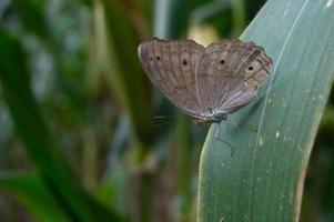 borboleta marrom empoleirada na folha de milho foto