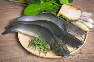 peixe-gato no prato, peixe-gato cru fresco de água doce, peixe-gato para cozinhar alimentos, peixe com ingredientes erva alecrim em fundo de madeira foto