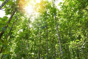 árvore de teca agrícola em plantação planta de campo de teca com luz solar de folha verde floresta de árvores decíduas verdes frescas emolduradas por folhas com raios quentes do sol através da folhagem foto