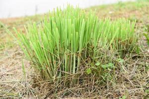 planta de capim-limão no jardim para ingredientes usados na culinária de comida tailandesa e ervas - folha de capim-limão foto