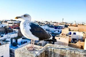 gaivota de perto foto