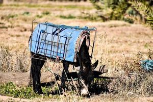 burro em um campo foto