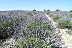 vista de campo de lavanda foto