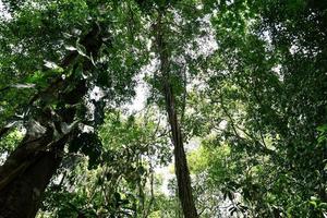 visão das copas das árvores foto