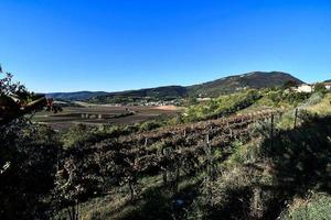 vista da paisagem do vinhedo foto