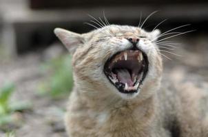 gato doméstico malhado marrom bocejando no quintal verde turva foto
