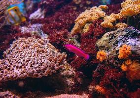 peixes tropicais coloridos e corais debaixo d'água no aquário foto