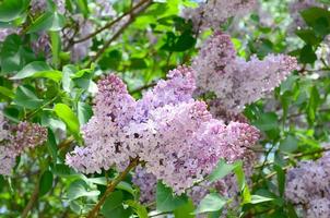 ramos de lilás roxo e folhas verdes. ramo florescendo de lilás foto