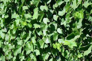 textura de uma parede coberta de hera de folhas verdes em um vinhedo foto