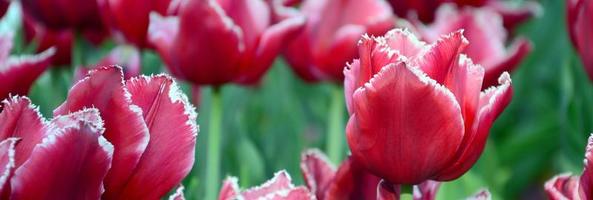 foto de lindas tulipas na profundidade do campo close-up