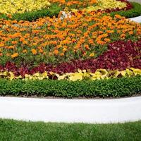 vaso de flores de coleus. bela perspectiva das folhas naturais da planta coleus foto