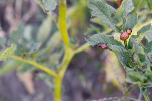 larvas de besouro de batata do colorado comem folha de batata jovem foto